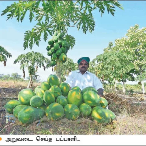 Guess what would be the returns from 40 cents of ‘Redlady’ Papaya!