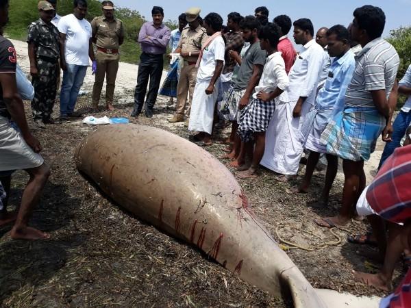 மீனவர் வலையில் சிக்கிய கடற்பசுகள்! - கர்ப்பிணி கடற்பசு உயிரிழந்த பரிதாபம்