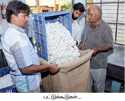 'மல்பெரி பயிரிடுங்கள்... மாத வருமானம் பெற்றிடுங்கள்!’