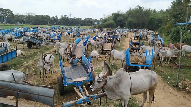 `வாழ்வாதாரத்துக்கு வழிசொல்லுங்க சார்!’ - 300க்கும் மேற்பட்ட மாட்டுவண்டித் தொழிலாளர்கள் போராட்டம்