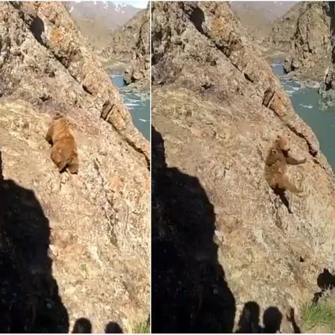 `கற்களால் கொடூரமாகத் தாக்கப்பட்டதால் கீழே விழுந்தது...' கார்கிலில் கரடிக்கு நேர்ந்த துயரம்