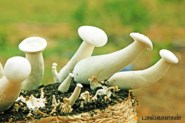 மாதம் ரூ.1,44,000... ‘பலே’ வருமானம் கொடுக்கும் பால்காளான்!
