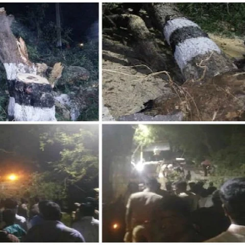 ``ஒரே ஒரு பெருமாள் சிலைக்காக மரங்களை வெட்டுவதா?" - கொதிக்கும் திருவண்ணாமலை சூழலியலாளர்கள்!