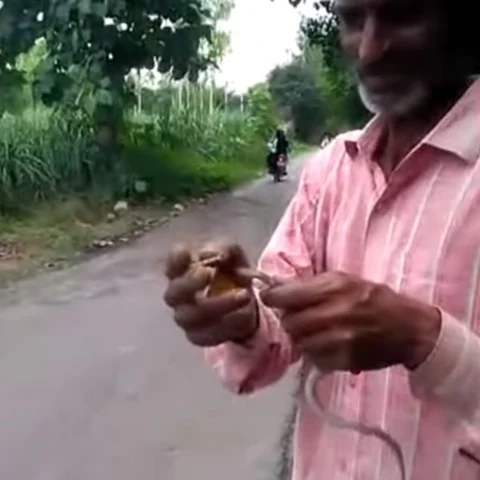 மதுபோதையில் விபரீதம்! - உயிருள்ள பாம்பை விழுங்கியவர் மரணம் வைரல் வீடியோ