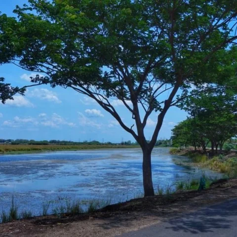 அப்போ வறண்ட நிலம்; இப்போ பசுமை பூமி... ஒரு கிராமத்தையே மாற்றிக்காட்டிய இளைஞர்கள்!