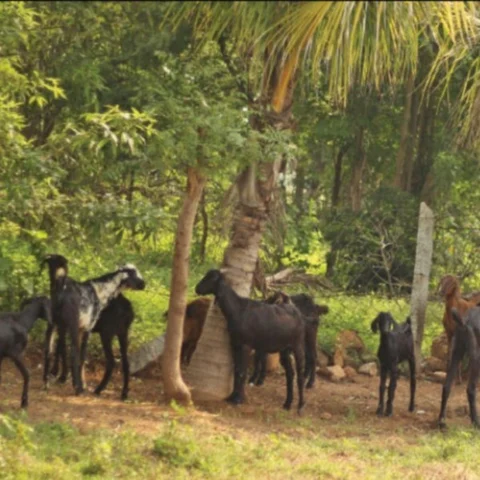 3 Lakhs from 40 Goats… Great Reward from Goats!