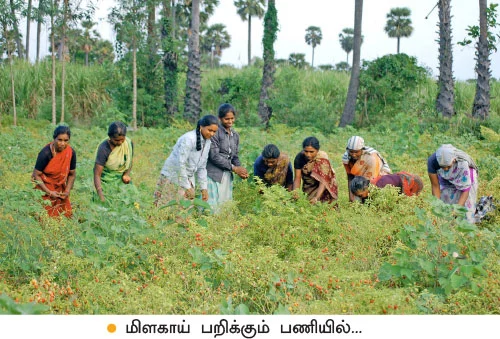 குண்டு மிளகாய்...ஏக்கருக்கு ரூ50 ஆயிரம்!
