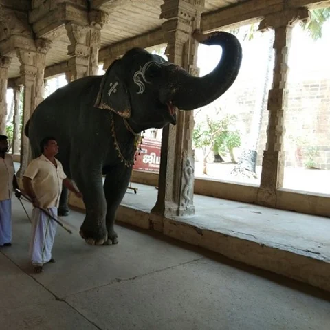 காலை, மாலை நடைப்பயிற்சி;150 கிலோ எடை குறைப்பு - 6 மாதங்களில் ’ஸ்லிம்’ ஆன காந்திமதி!