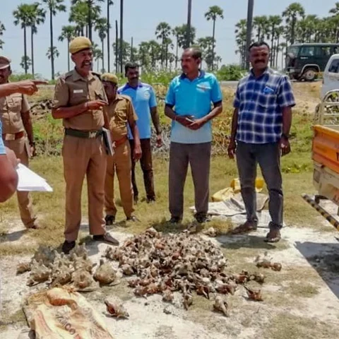 தூத்துக்குடியில் பதுக்கிவைக்கப்பட்ட 1,050 கிலோ பீடி இலைகள், 13 மூட்டை கடல் சங்குகள் பறிமுதல்!