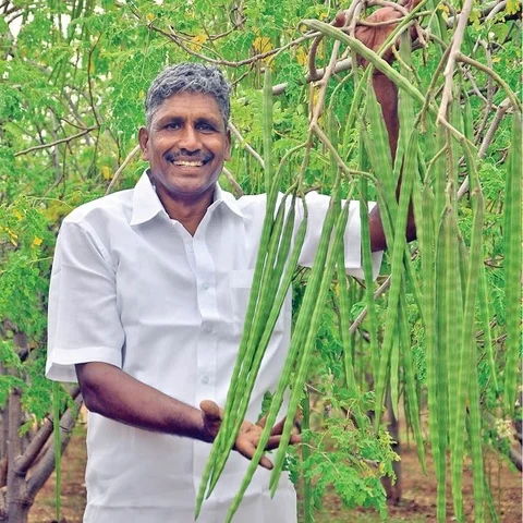 ₹ 3,20,000 per acre... Profit even during drought from country Moringa!