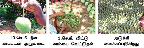 'இயற்கை யுக்திகள்' இருக்க... 'கார்பைட் கல்' எதற்கு?