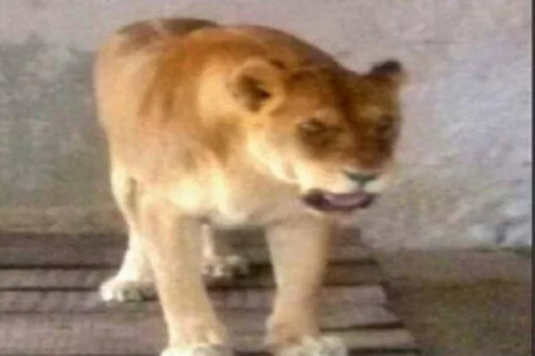 இனி சிங்கிள் சிங்கம் இல்லை