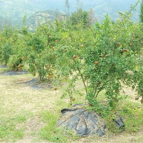 ₹ 2,50,000 per acre... Pomegranate under Organic Farming Practice..!