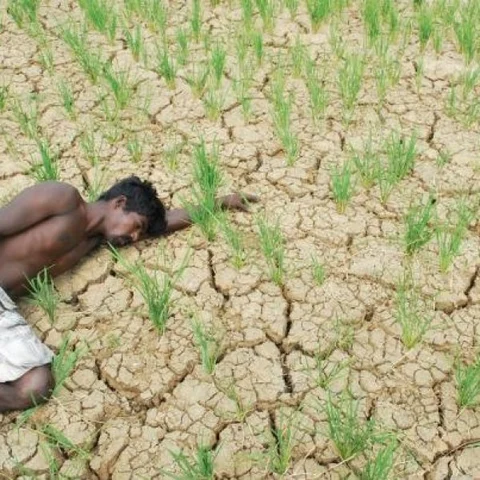 இந்தியாவில் ஆண்டுக்கு 12,000 விவசாயிகள் தற்கொலை - மத்திய அரசு