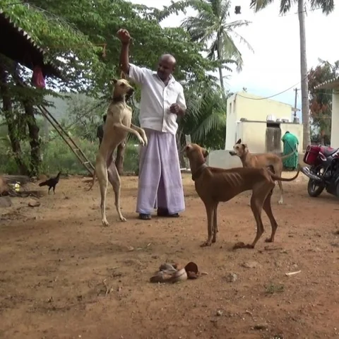 சிப்பிப்பாறை நாய்களுக்கு ஜே! நாமக்கல் கிராமங்களின் வேட்டை வியூகம்