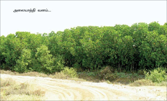 லட்சக்கணக்கில் பெருகிய அலையாத்தி..!