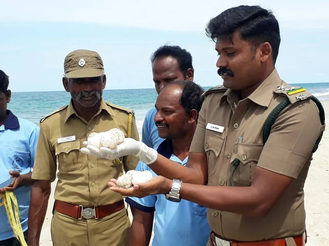 தனுஷ்கோடி கடற்கரையில் கண்டெடுக்கப்பட்ட அரியவகை ஆமை முட்டைகள்!
