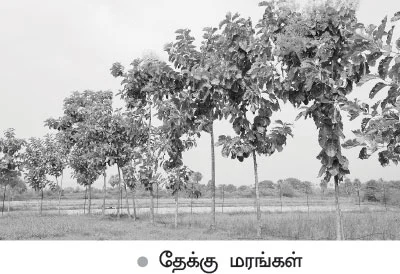 4 ஏக்கரில் ரூ3,00,000 அள்ளிக் கொடுக்கும் ஒருங்கிணைந்த பண்ணை!