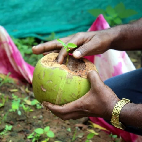 இளநீரில் செடி வளர்க்கலாம்... ப்ளாஸ்டிக்கைத் தவிர்க்க அழகான மாற்றுவழி!