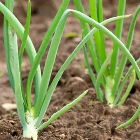 கொள்ளையர்களிடமிருந்து மண்ணைக் காப்போம்! #WorldSoilDay