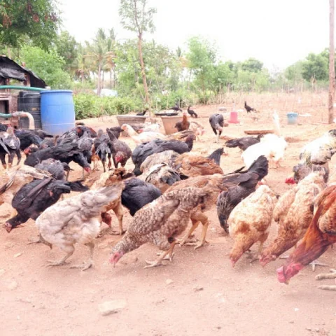 Initial investment ₹ 550... Annual profit 5 lakhs... Lavish profit from country hens!