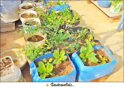வீட்டுக்குள் விவசாயம் - 2