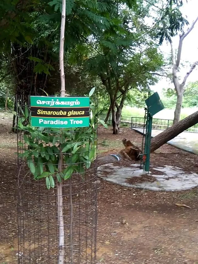 வண்டலூர் பூங்காவில் வெளிநாட்டு மரங்கள்... நாட்டு மரங்களுக்கு ஆபத்தா?!