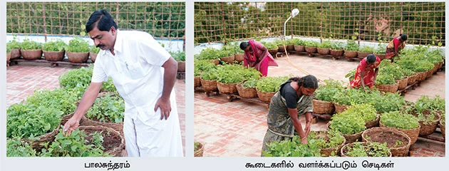 'வீட்டுத் தோட்டங்கள்...'
