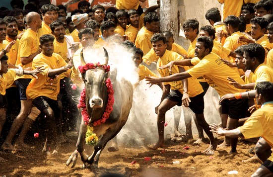 திமிறும் தமிழகம்: அவசரச் சட்டம் பிறப்பித்தார் ஆளுநர்! அலங்காநல்லூரில் நாளை ஜல்லிக்கட்டு #LiveUpdate