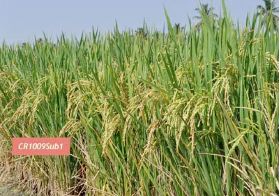 நெல், சோளம், கோதுமை...