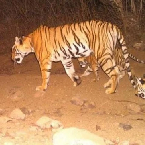 அவ்னி புலி குட்டிகளின் நிலை! - வனத்துறை அதிகாரிகள் புதுத் தகவல்