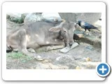 உண்மையே அழகு... அழகே உண்மை: வீ.நாகமணி