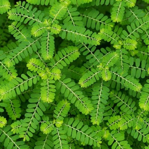 Keezhanelli: Cures from jaundice to infertility