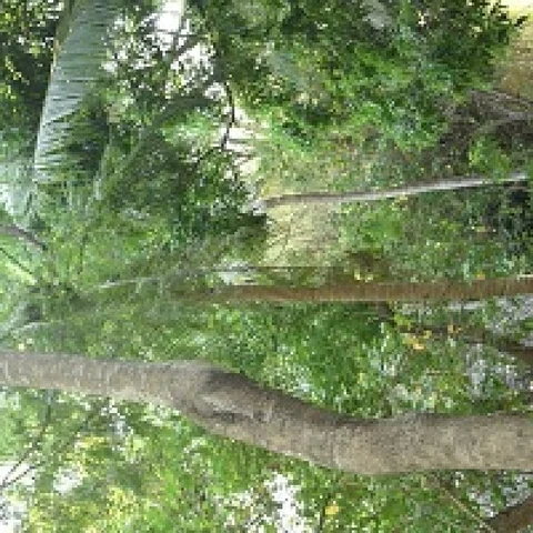 பச்சைக்கிளிகளும் இலுப்பை மரங்களும் எங்கே போனது? - நாகை `மெசபடோமியா’ பொலிவிழந்த கதை #MyVikatan