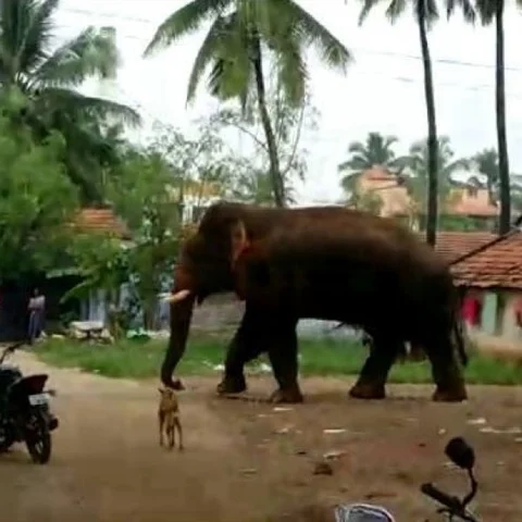 கோவை அருகே ஊருக்குள் உலா வந்த விநாயகன்..!