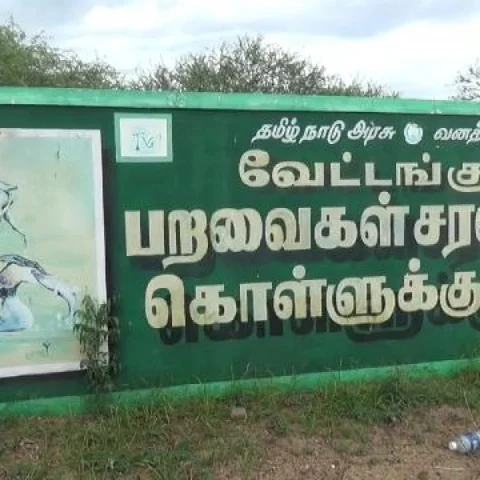 வேட்டங்குடி பறவைகள் சரணாலயத்தில் குவியும் பறவைகள்!