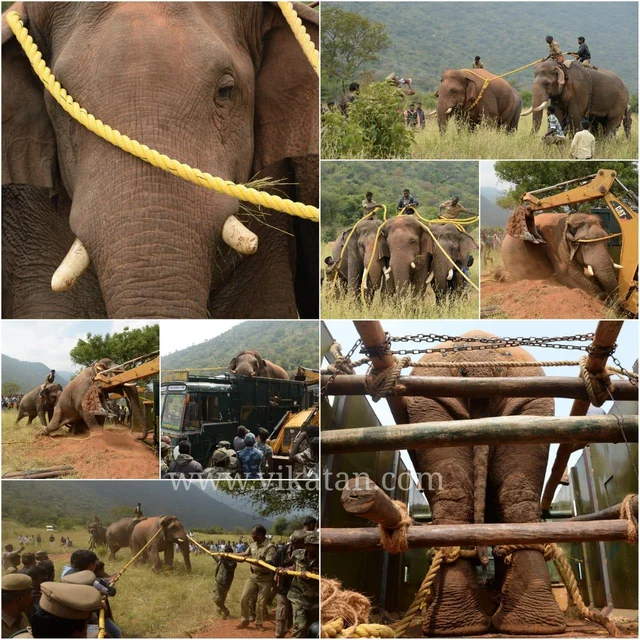 தாயும், குட்டியும் நடத்திய பாச போராட்டம்... சின்னத்தம்பி ஆபரேஷன் ரிப்போர்ட்!