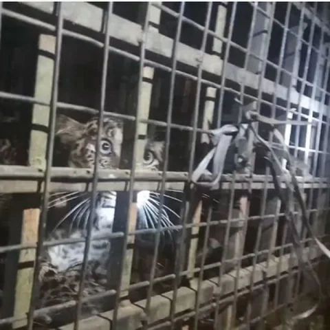 8 மணிநேரம் போராட்டம்! - வீட்டில் புகுந்த சிறுத்தை சிக்கியது; நிம்மதியில் பொதுமக்கள்