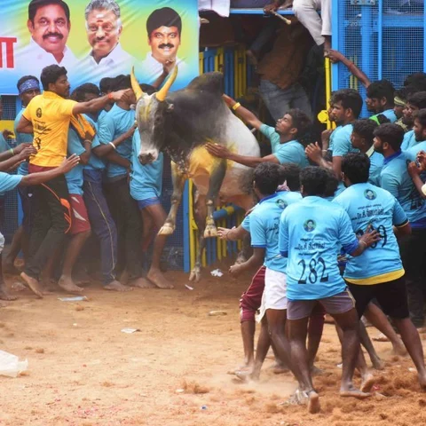 9 மணி நேரம்... 1,353 காளைகள்! கின்னஸில் இடம்பிடித்த விஜயபாஸ்கரின் விராலிமலை ஜல்லிக்கட்டு
