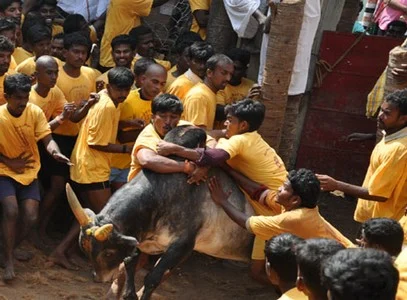 பாலமேடு ஜல்லிக்கட்டு: காளைகள் முட்டி 20 பேர் காயம்
