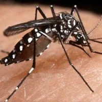 நெல்லையில் டெங்கு காய்ச்சலுக்கு 2 சிறுவர்கள் பலி: பீதியில் மக்கள்!