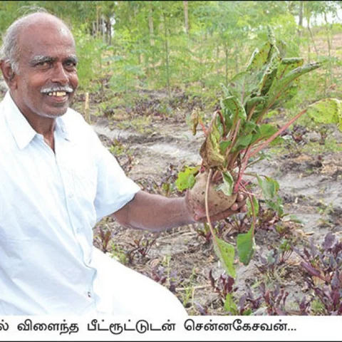 ₹80,000 from 1.25 acres... Substantial returns from beetroot as an inter-crop!
