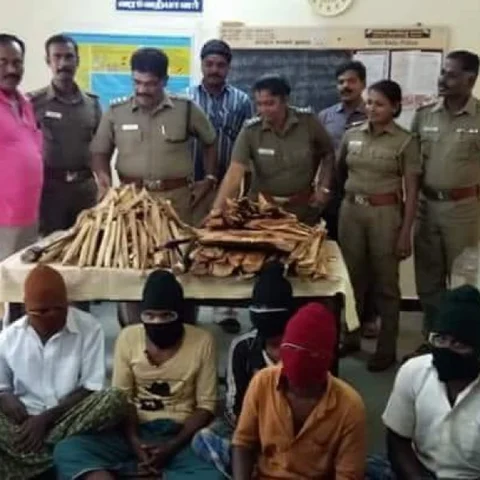 சந்தன மரம் வெட்டிக் கடத்திய கும்பல் கைது!