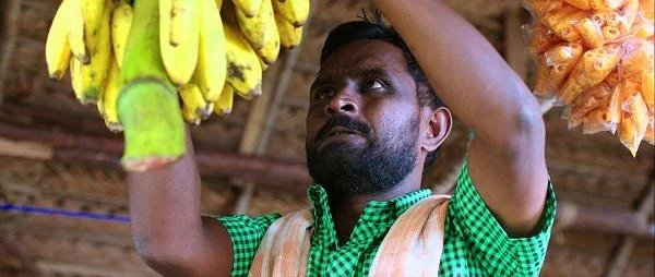 சினிமாவுக்கும் வாழைப் பழத்துக்கும் நெருங்குன சம்பந்தம் இருக்கு மக்களே!