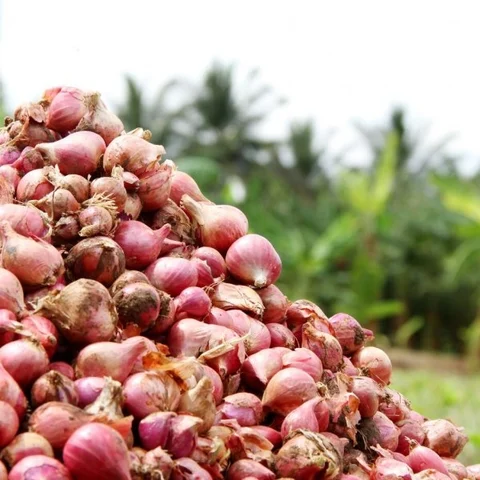 வெங்காயத்தை திருடிய விநோத திருடன்!