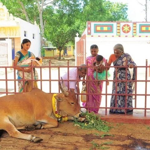 காளை மாட்டின் வடிவில் அருள்பாலிக்கும் இறைவன்! கம்பத்தில் ஓர் அதிசயக் கோயில்