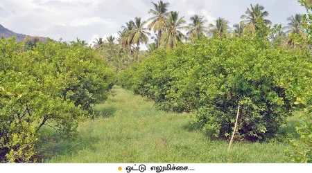 ஏக்கருக்கு ரூ-2 லட்சம்...ஏற்றம் தரும் எலுமிச்சை!