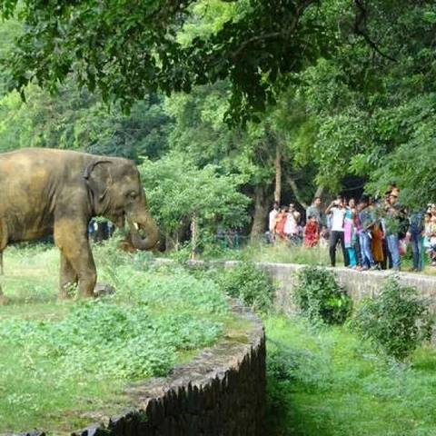 இரவில் தங்கலாம், ஆன்லைனில் விலங்குகளை பார்க்கலாம்! - அசத்தும் வண்டலூர் பூங்கா