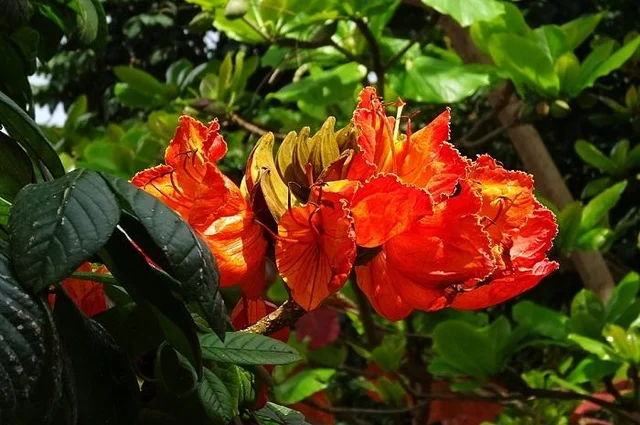 வண்டலூர் பூங்காவில் வெளிநாட்டு மரங்கள்... நாட்டு மரங்களுக்கு ஆபத்தா?!