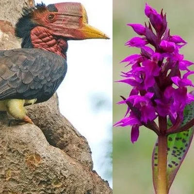 மிருகங்கள், செடிகளை வதைப்பதைக் கண்டால் பொங்கி எழுவோம்... சுற்றுச்சூழலை காப்போம்!